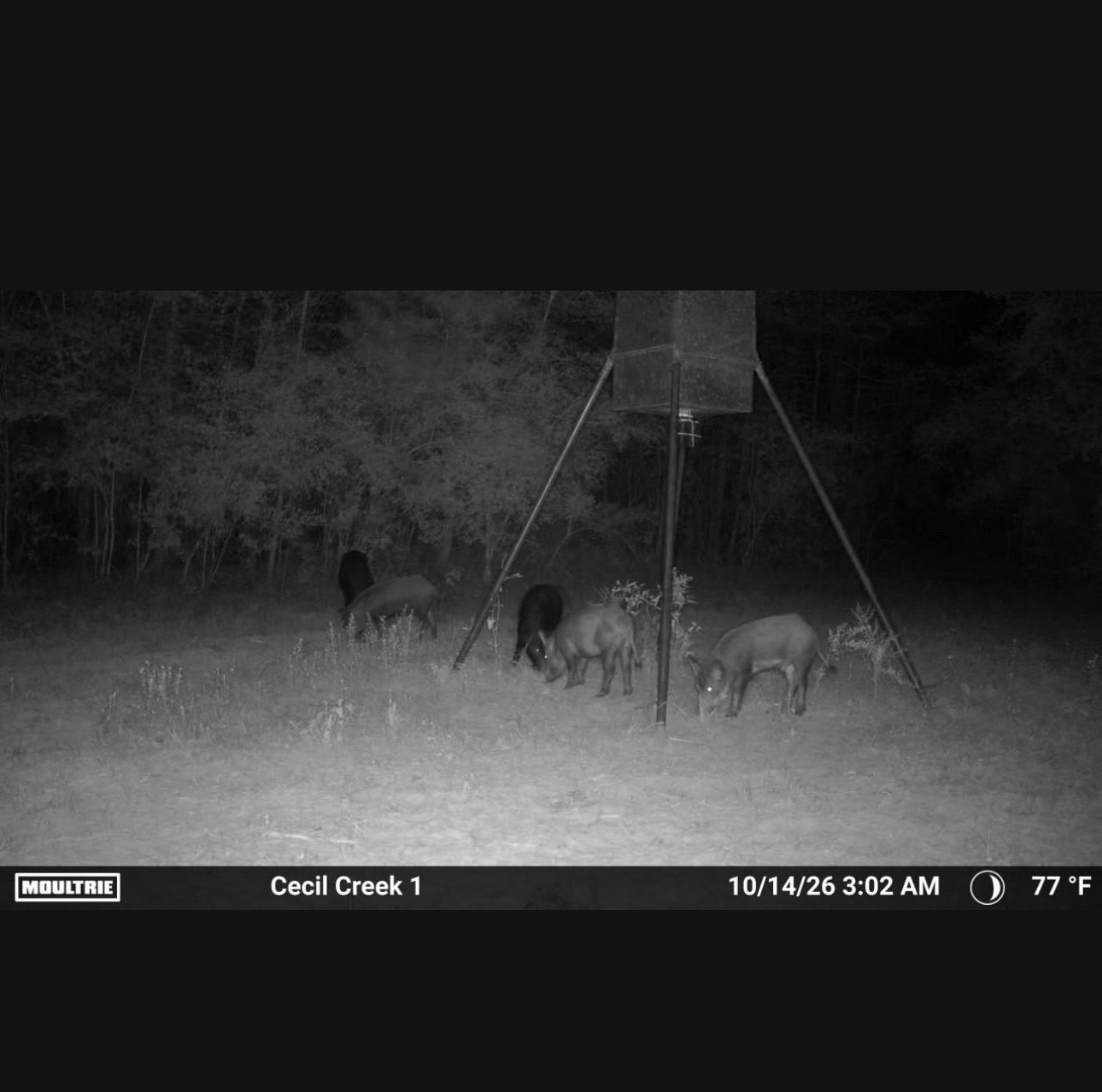Trail camera photo of wild hogs at Cecil Creek feeder at night