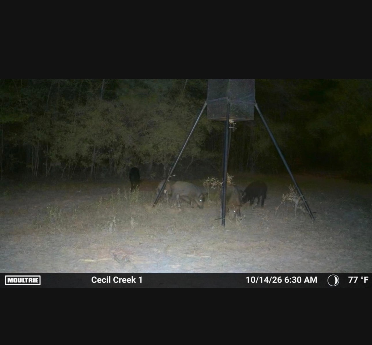 Trail camera photo of wild hog sounder at Cecil Creek feeder